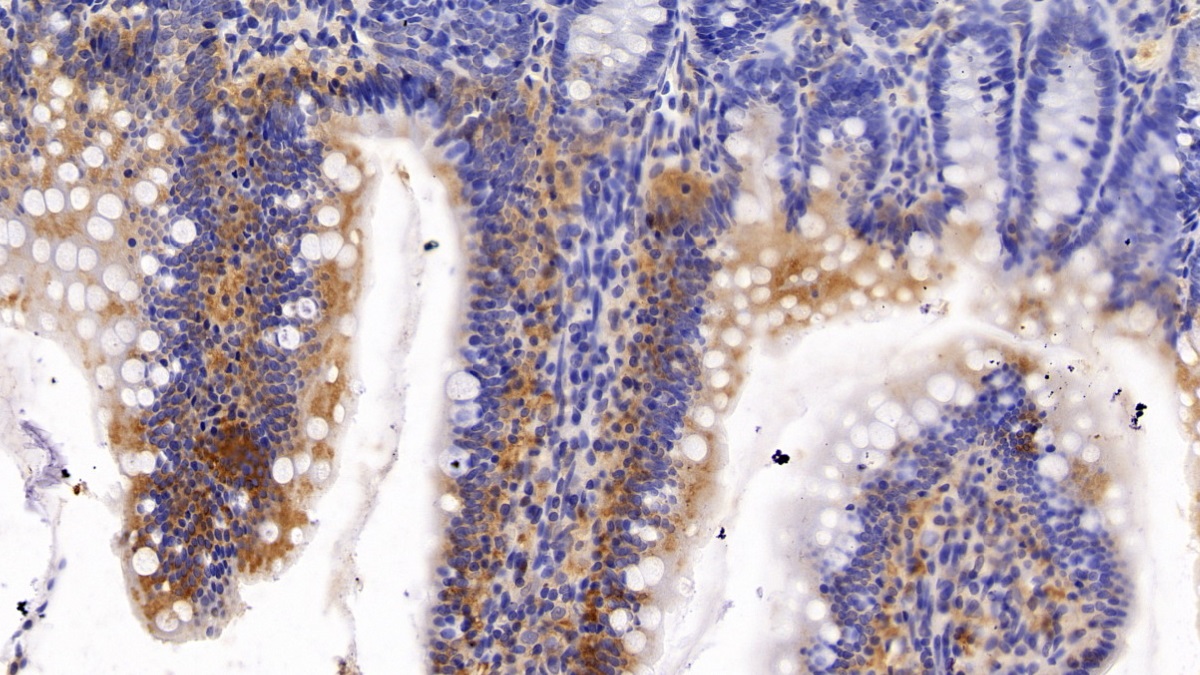 Polyclonal Antibody to Cytochrome P450 1A1 (CYP1A1)