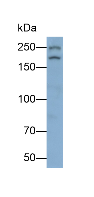 Polyclonal Antibody to Slit Homolog 1 (Slit1)