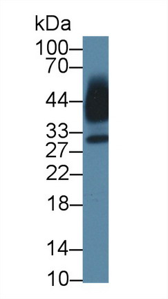 Polyclonal Antibody to Kallikrein 13 (KLK13)