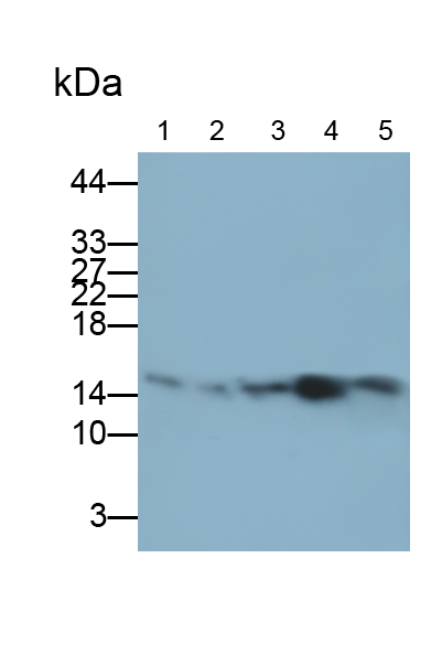 Polyclonal Antibody to Thioredoxin 2, Mitochondrial (TXN2)