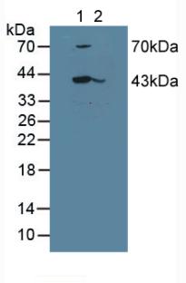 Polyclonal Antibody to Leukocyte Elastase Inhibitor (LEI)