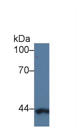 Polyclonal Antibody to Cytoplasmic Antiproteinase 3 (CAP3)