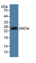 Polyclonal Antibody to Pronociceptin (PNOC)