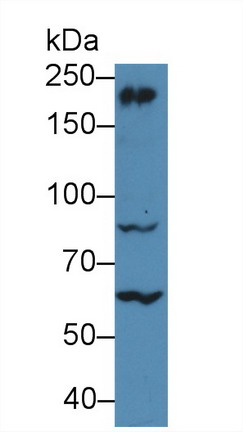 Polyclonal Antibody to Myosin Heavy Chain 10, Non Muscle (MYH10)