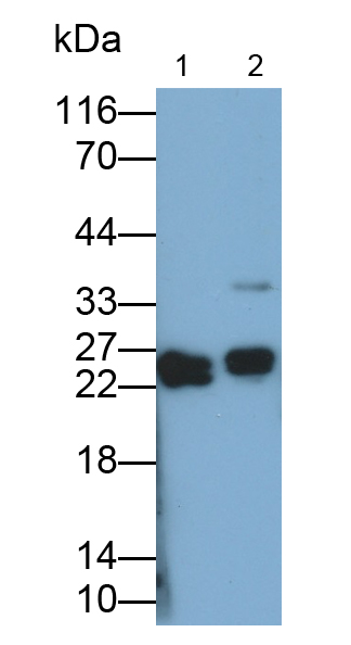 Polyclonal Antibody to Myosin Light Chain 4, Alkali, Atrial, Embryonic (MYL4)
