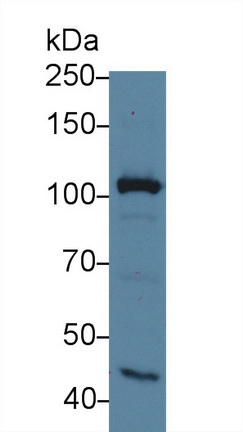 Polyclonal Antibody to Myosin IG (MYO1G)