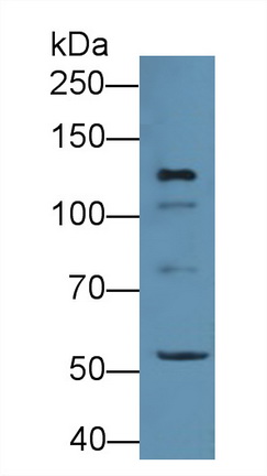 Polyclonal Antibody to Hypoxia Inducible Factor 2 Alpha (HIF2a)