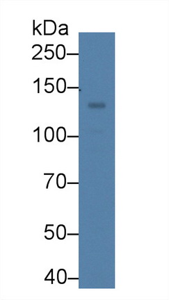 Polyclonal Antibody to Hypoxia Inducible Factor 2 Alpha (HIF2a)