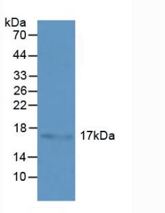 Polyclonal Antibody to Heat Shock Protein Beta 3 (HSPb3)