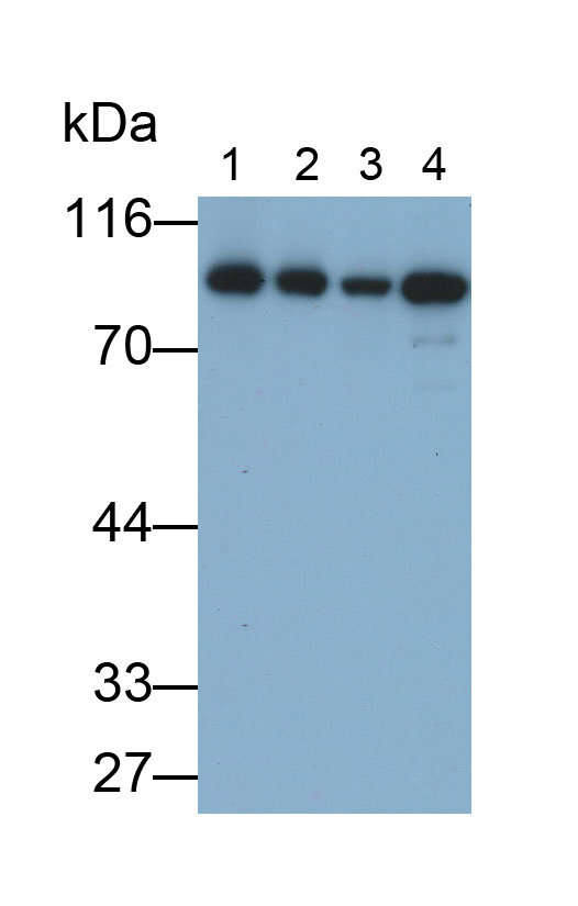 Polyclonal Antibody to Heat Shock Protein 90kDa Alpha B1 (HSP90aB1)