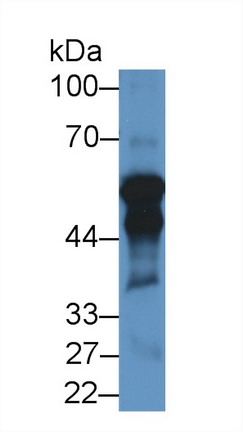 Polyclonal Antibody to Cytochrome P450 11A1 (CYP11A1)