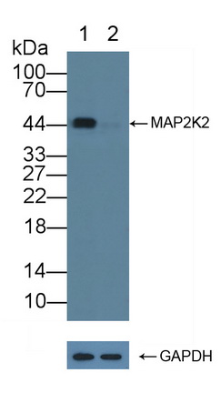 Polyclonal Antibody to Mitogen Activated Protein Kinase Kinase 2 (MAP2K2)