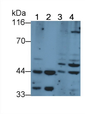 Polyclonal Antibody to Mitogen Activated Protein Kinase Kinase 2 (MAP2K2)