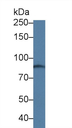 Polyclonal Antibody to ATP Binding Cassette Transporter C4 (ABCC4)