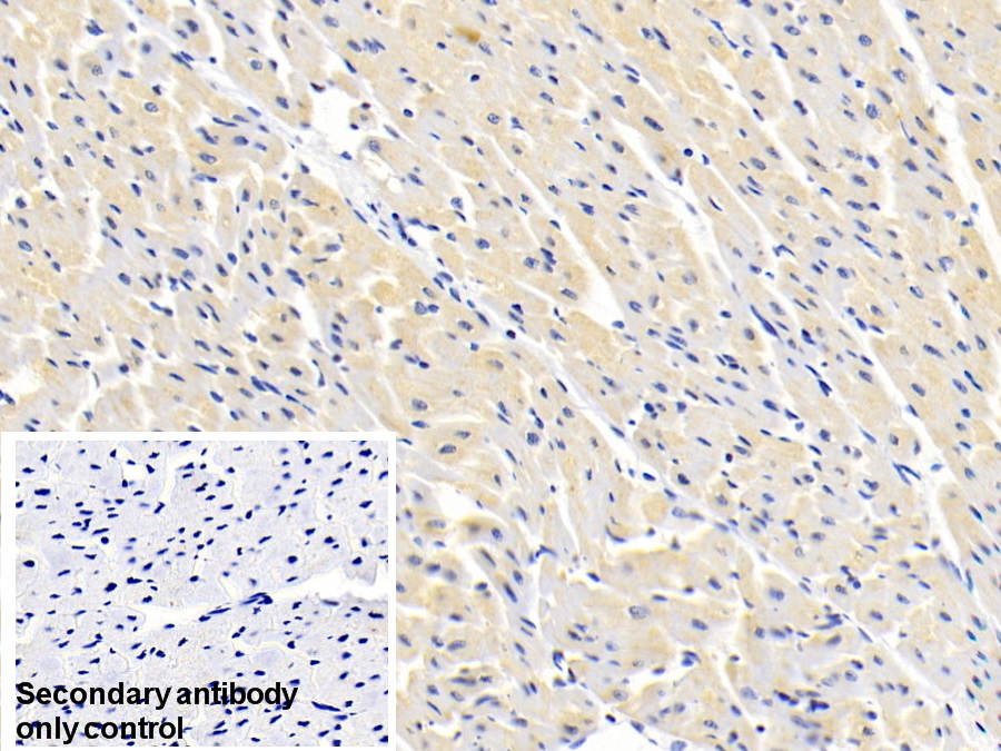 Polyclonal Antibody to Acetyl Coenzyme A Acyltransferase 1 (ACAA1)