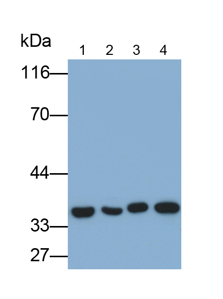 Polyclonal Antibody to Enoyl Coenzyme A Hydratase 1, Peroxisomal (ECH1)