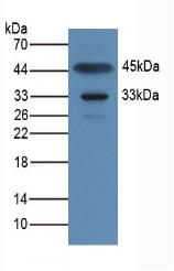 Polyclonal Antibody to Apolipoprotein A1 Binding Protein (APOA1BP)