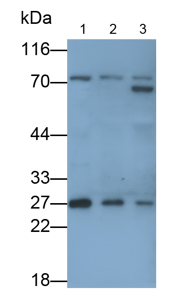 Polyclonal Antibody to Apolipoprotein A1 Binding Protein (APOA1BP)