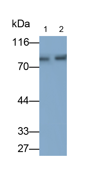 Polyclonal Antibody to Glutamate Cysteine Ligase, Catalytic (GCLC)