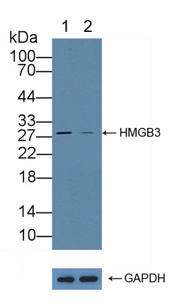 Polyclonal Antibody to High Mobility Group Box Protein 3 (HMGB3)