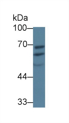 Polyclonal Antibody to Protein Disulfide Isomerase A5 (PDIA5)