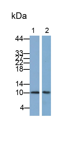 Polyclonal Antibody to D-Dopachrome Tautomerase (DDT)