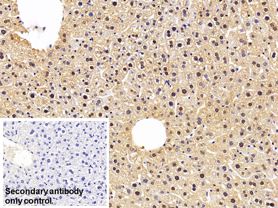 Polyclonal Antibody to D-Dopachrome Tautomerase (DDT)