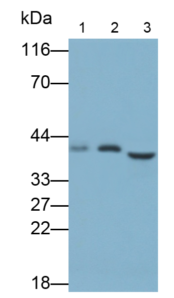 Polyclonal Antibody to Arginase II (Arg2)