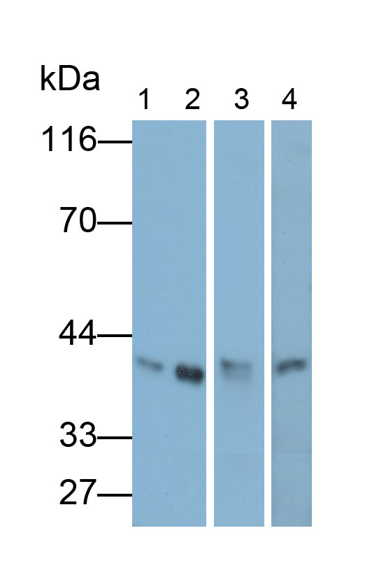 Polyclonal Antibody to Arginase II (Arg2)