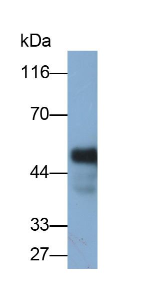 Polyclonal Antibody to Phospholipase C Eta 2 (PLCh2)