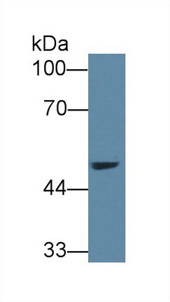 Polyclonal Antibody to Alanine Glyoxylate Aminotransferase 2 (AGXT2)