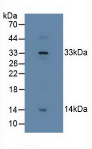 Polyclonal Antibody to Relaxin 2 (RLN2)