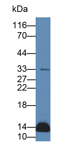 Polyclonal Antibody to Relaxin 2 (RLN2)