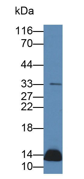 Polyclonal Antibody to Relaxin 2 (RLN2)