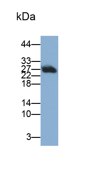 Polyclonal Antibody to Peptidoglycan Recognition Protein 1 (PGLYRP1)