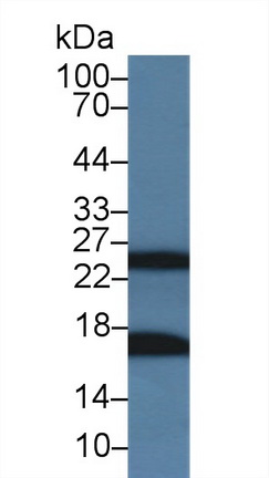 Polyclonal Antibody to Cathepsin G (CTSG)