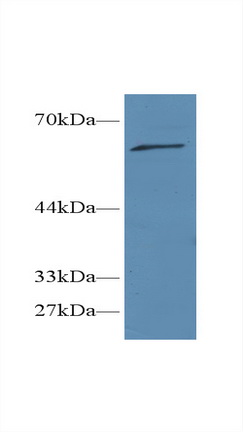 Polyclonal Antibody to CREB Regulated Transcription Coactivator 1 (CRTC1)