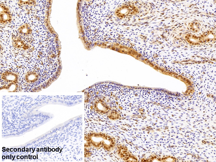 Polyclonal Antibody to CREB Binding Protein (CREBBP)