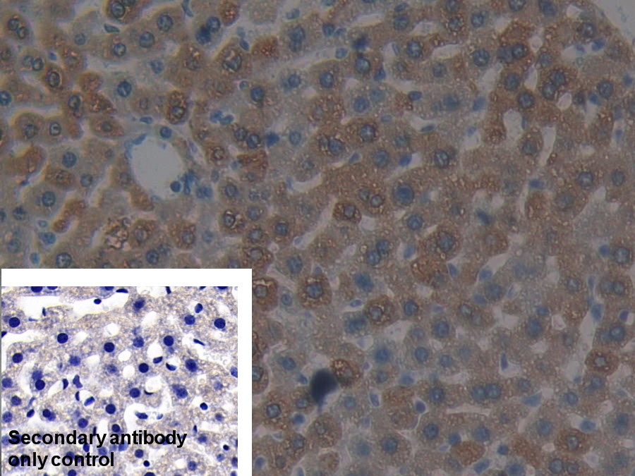 Polyclonal Antibody to Protein Phosphatase 2A Activator, Regulatory Subunit 4 (PPP2R4)