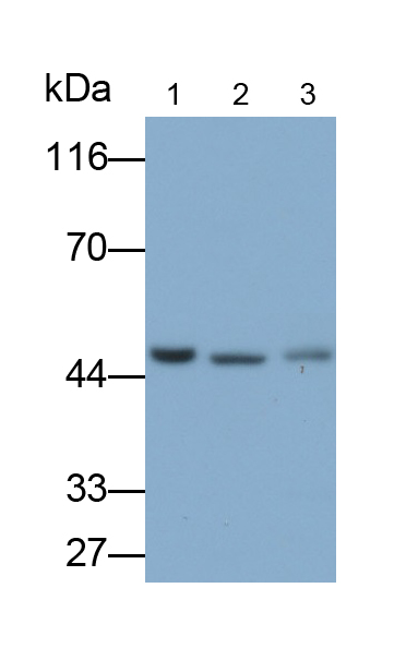 Polyclonal Antibody to Perilipin 3 (PLIN3)