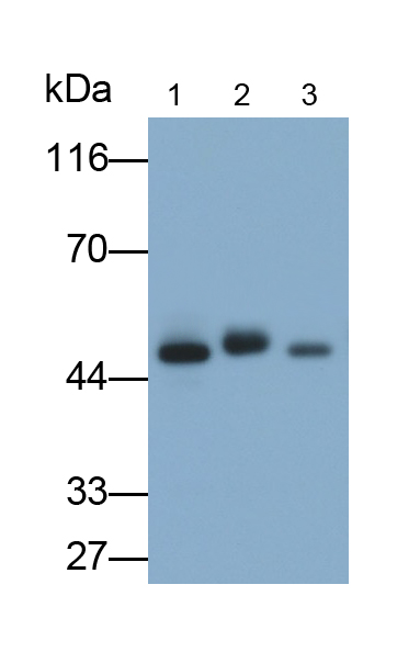 Polyclonal Antibody to Perilipin 3 (PLIN3)