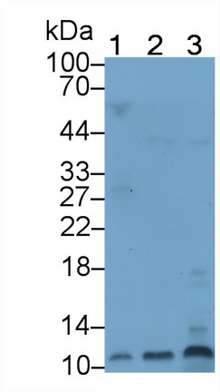 Polyclonal Antibody to Defensin Alpha 3, Neutrophil Specific (DEFa3)