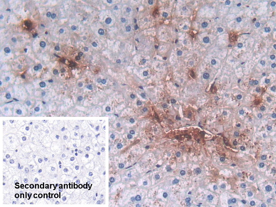 Polyclonal Antibody to Defensin Alpha 3, Neutrophil Specific (DEFa3)