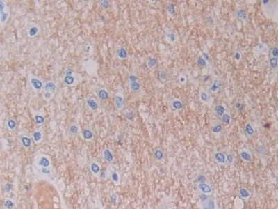 Polyclonal Antibody to Serine Hydroxymethyltransferase 2, Mitochondrial (SHMT2)