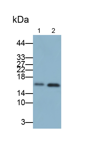 Polyclonal Antibody to Peptidyl Prolyl Cis/Trans Isomerase NIMA Interacting Protein 1 (PIN1)