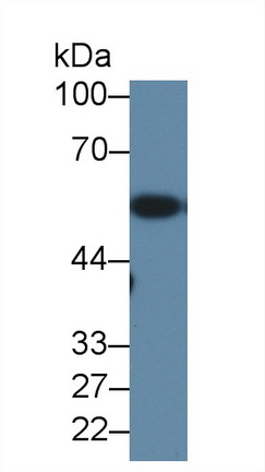 Polyclonal Antibody to Hyaluronoglucosaminidase 2 (HYAL2)