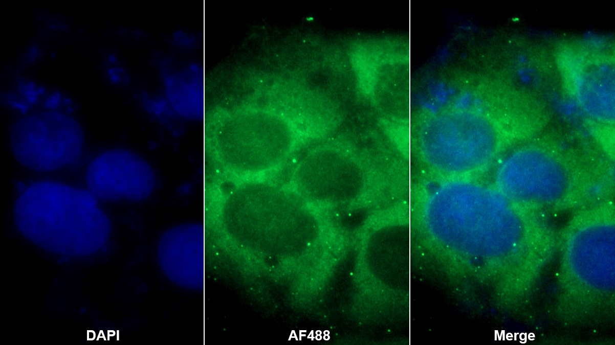 Polyclonal Antibody to Homogentisate-1,2-Dioxygenase (HGD)