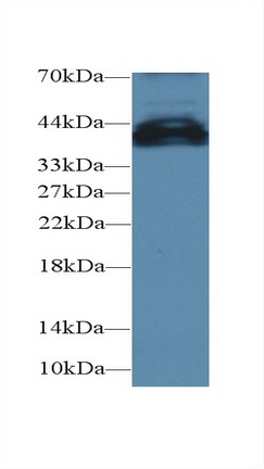 Polyclonal Antibody to Uncoupling Protein 4, Mitochondrial (UCP4)