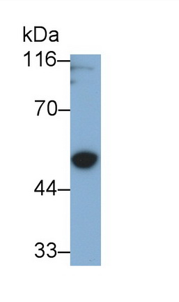 Polyclonal Antibody to Gasdermin D (GSDMD)