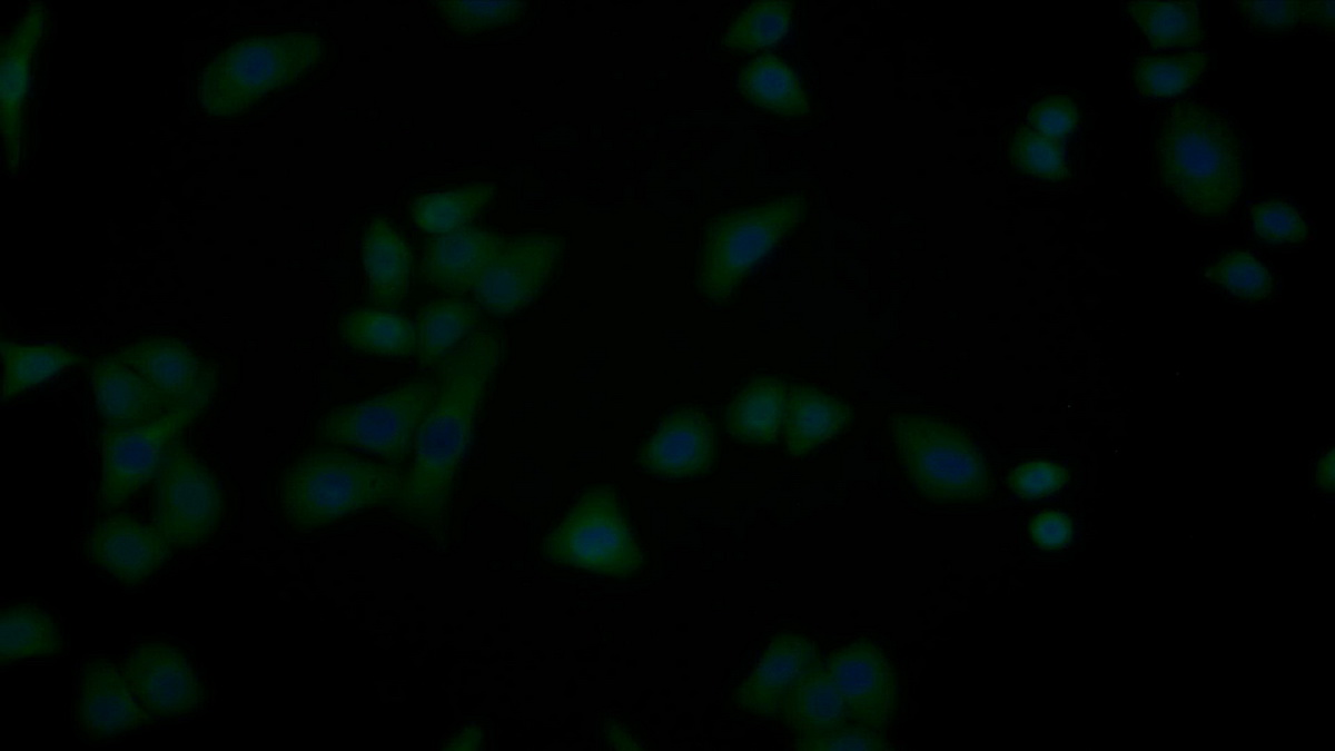 Polyclonal Antibody to B-Cell CLL/Lymphoma 2 Like Protein (Bcl2L)